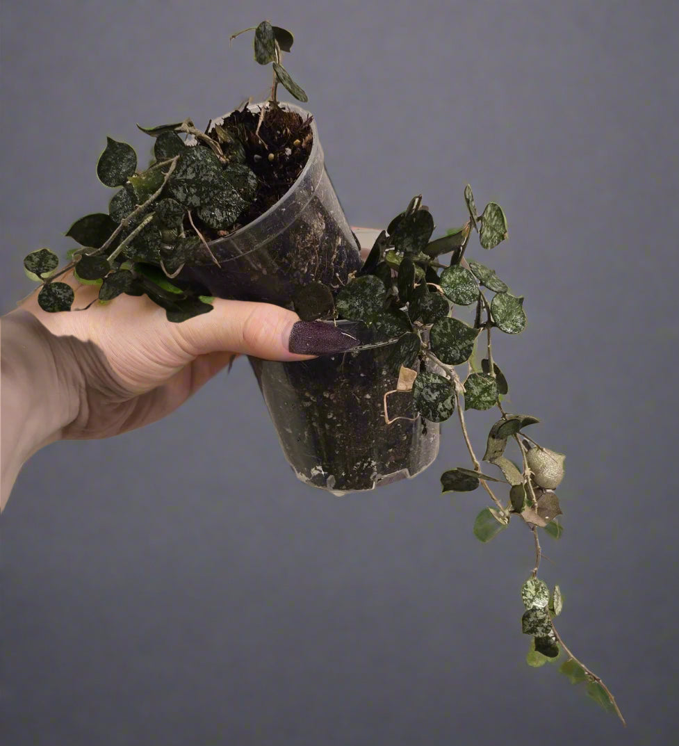 Hoya Curtisii