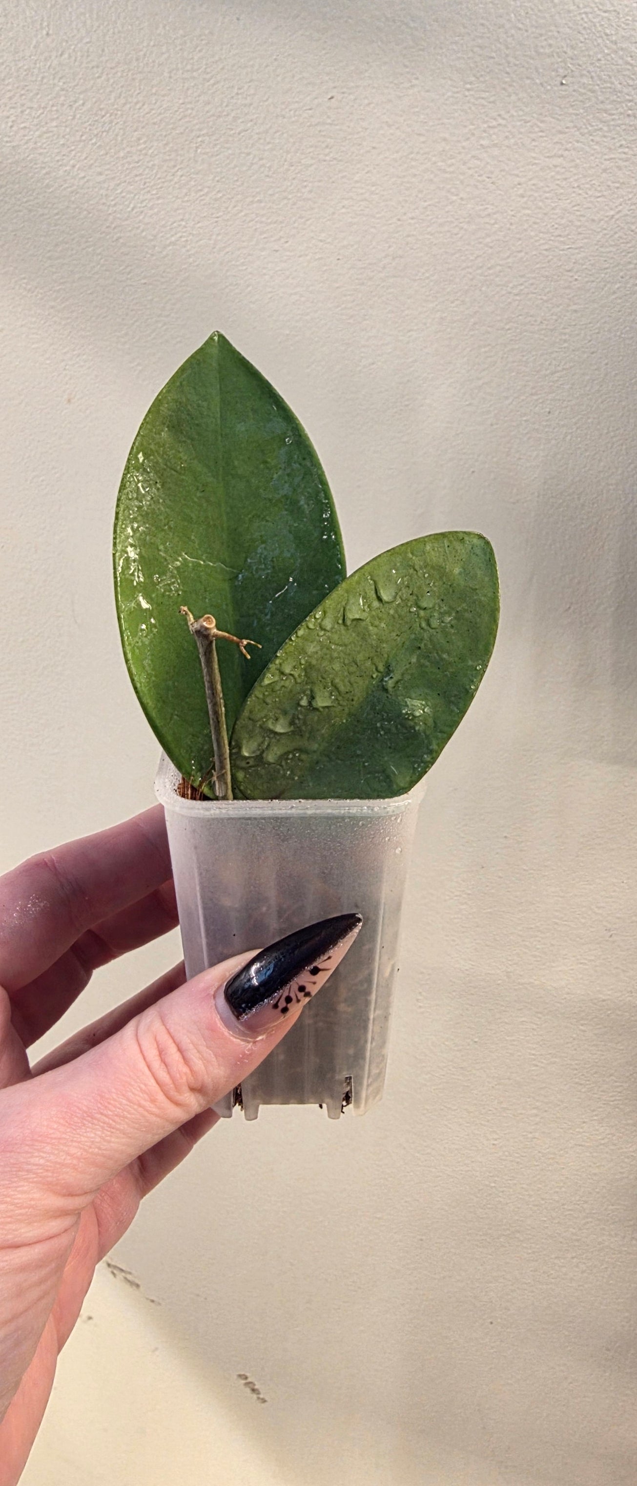 Hoya Silver Dollar — Cuttings & Rooted Plants | The Hoya Trove