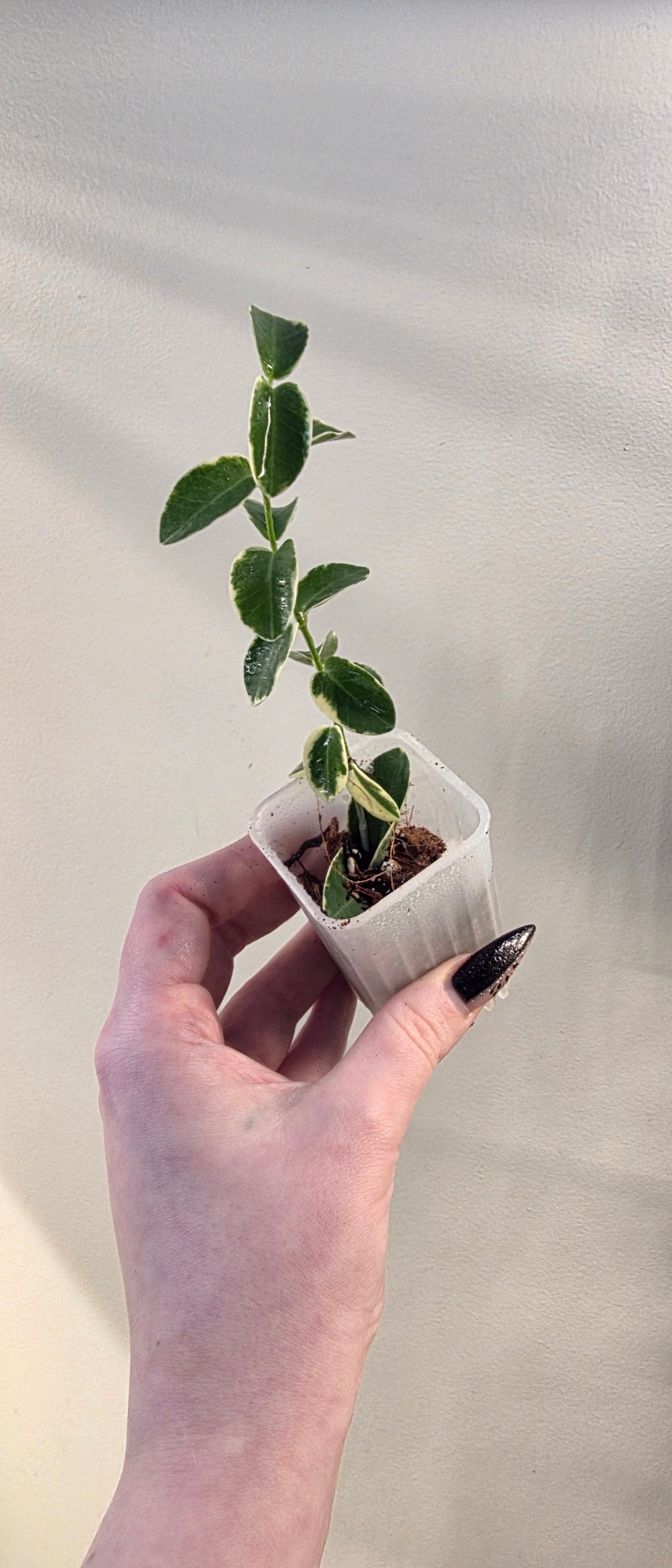 Hoya Cummingiana Albomarginata