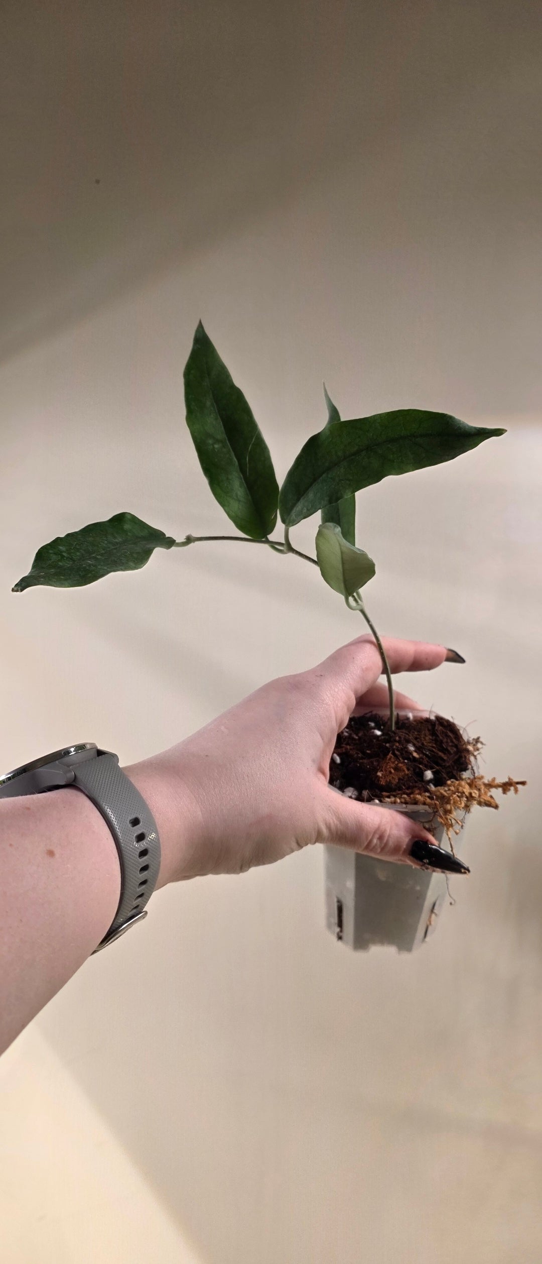 Hoya Onychoides Spot Flower