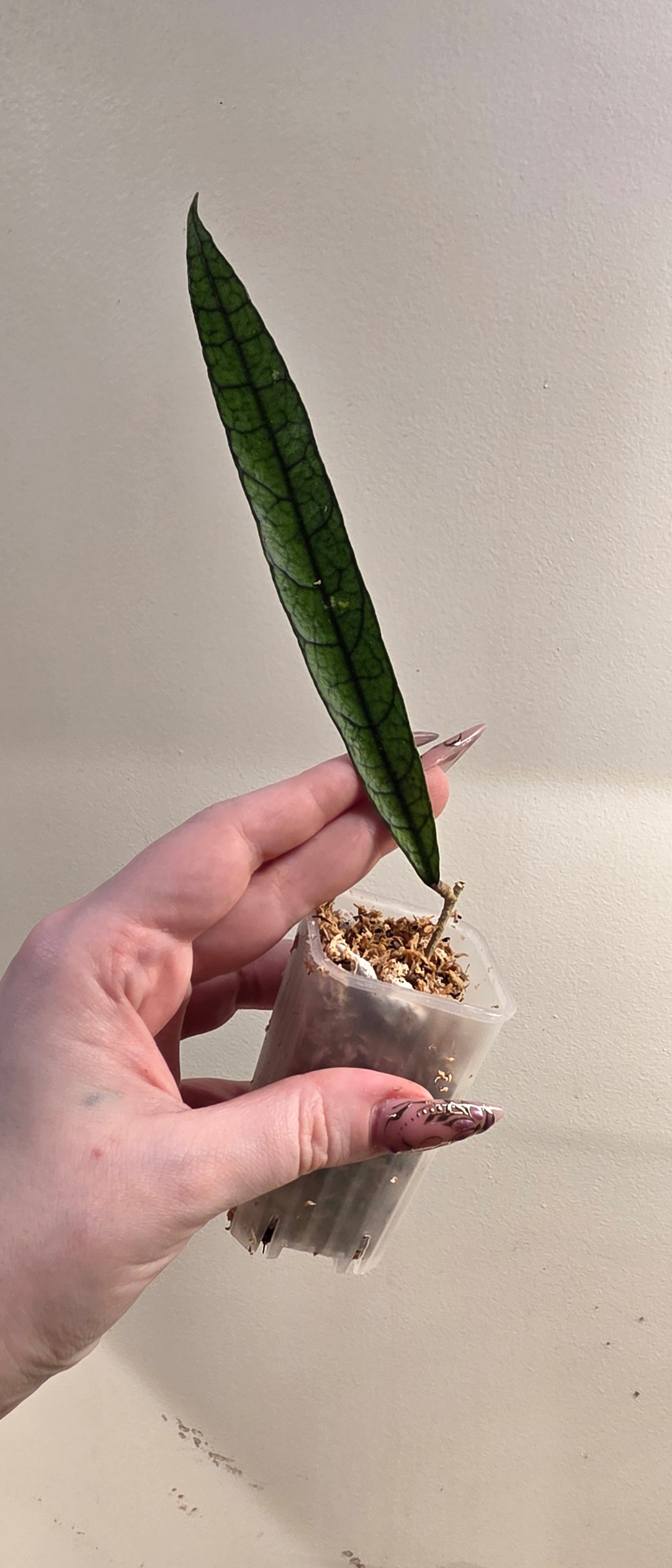 Hoya Callistophylla 'Jungle Spear'
