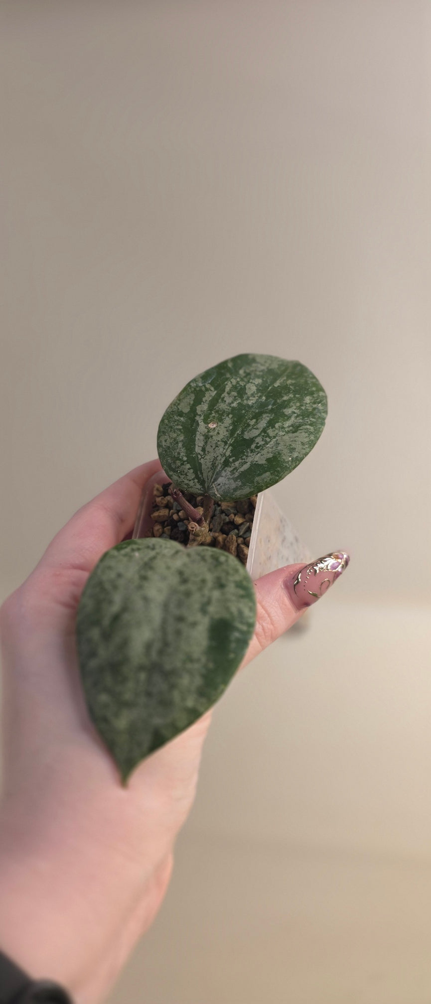 Hoya Latifolia MRH
