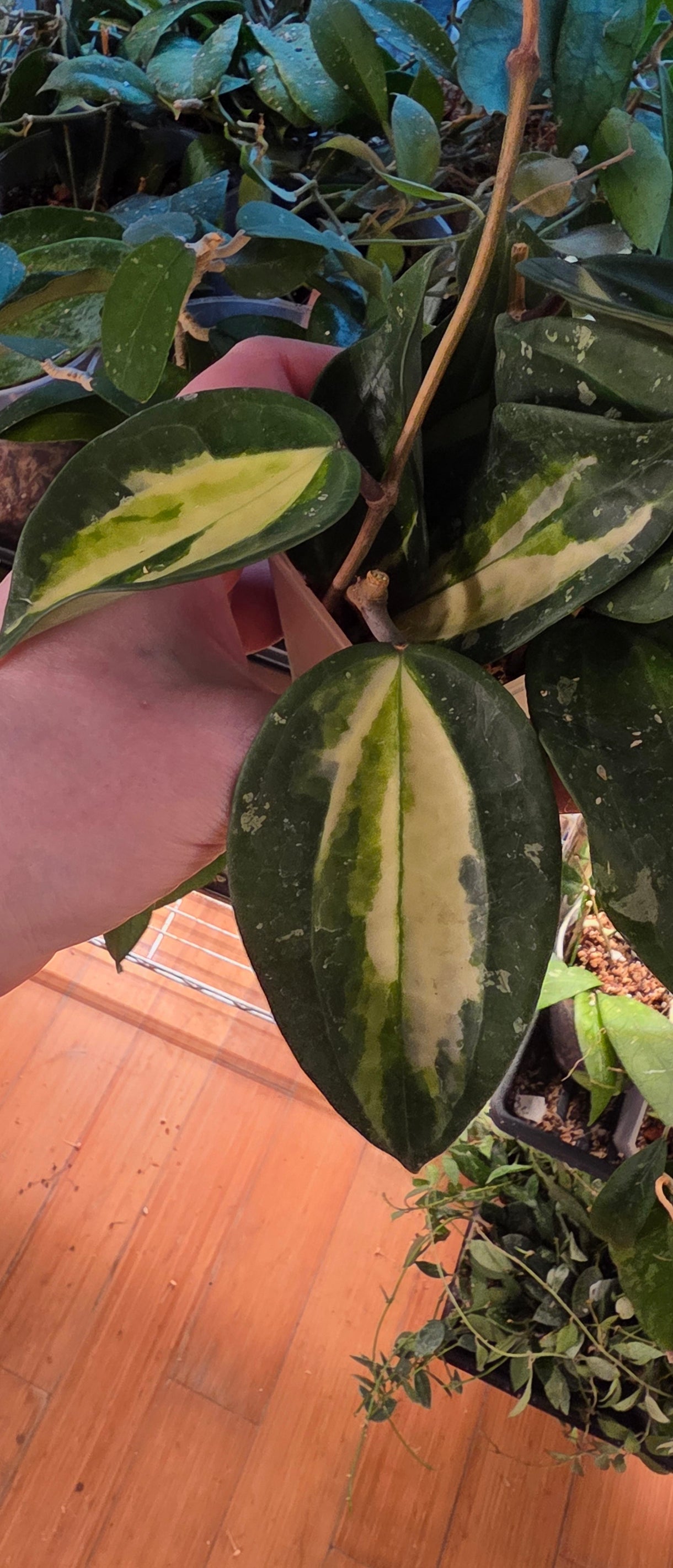 Hoya Latifolia FN15