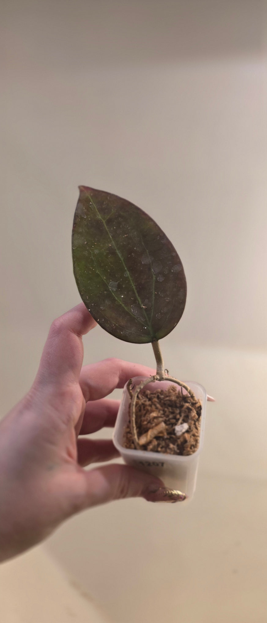 Hoya AH Tiger Eye