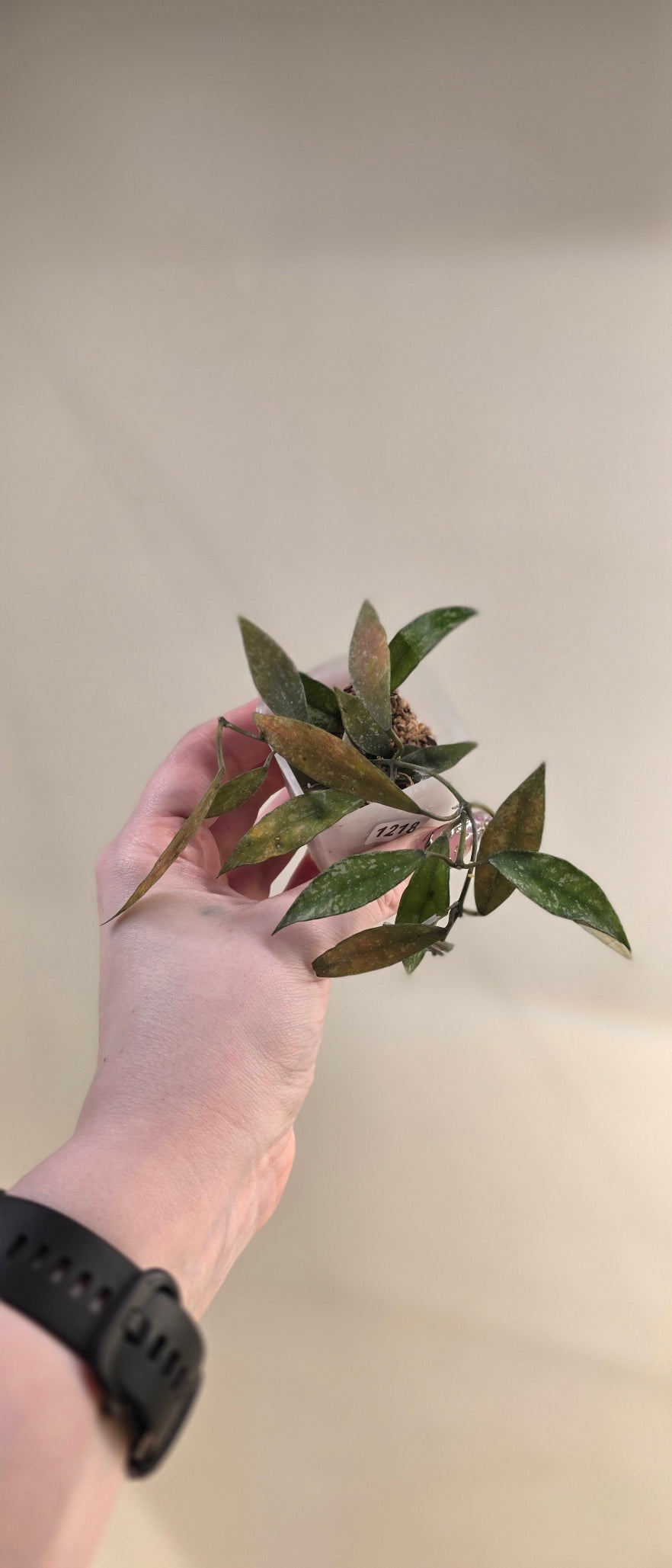 Hoya Lacunosa Laos Splash