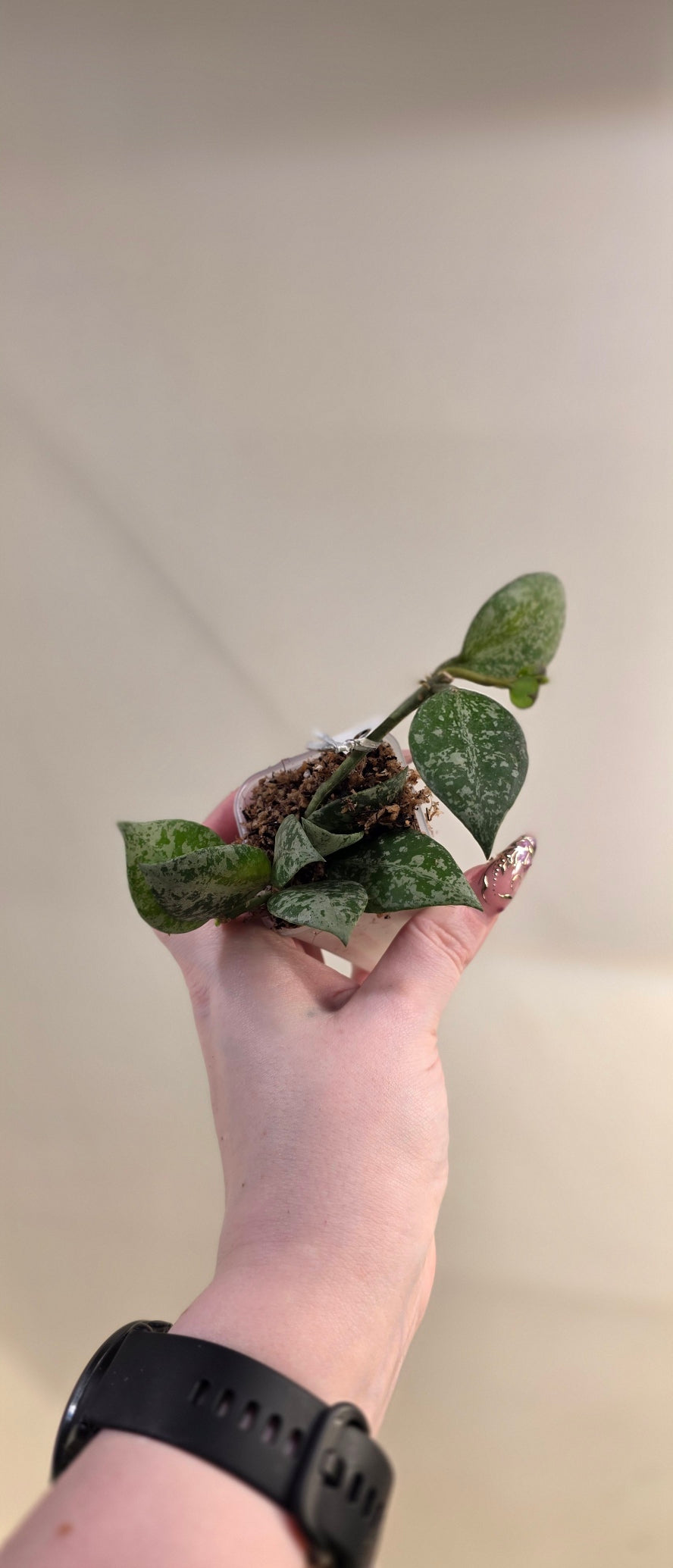 Hoya Lacunosa 'Sweet Love'