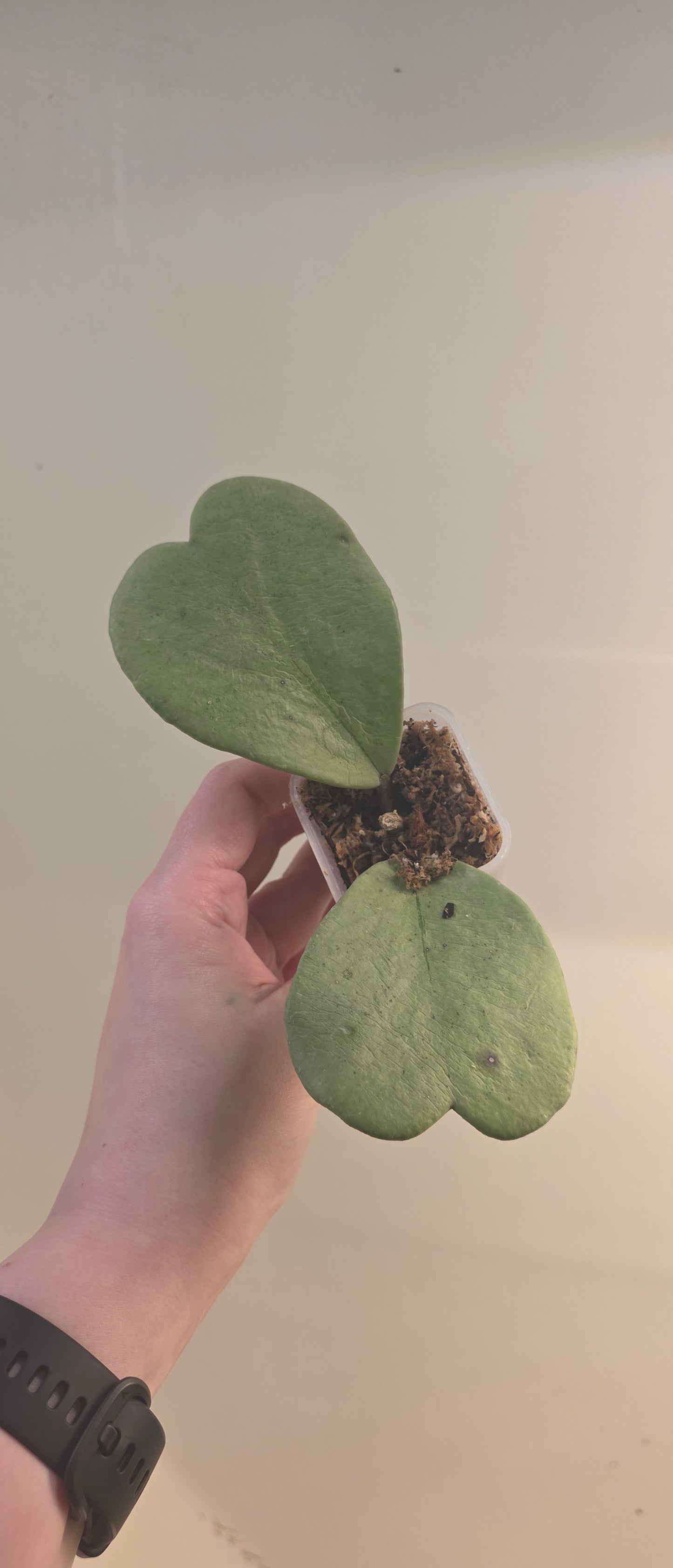 Hoya Kerrii Silver