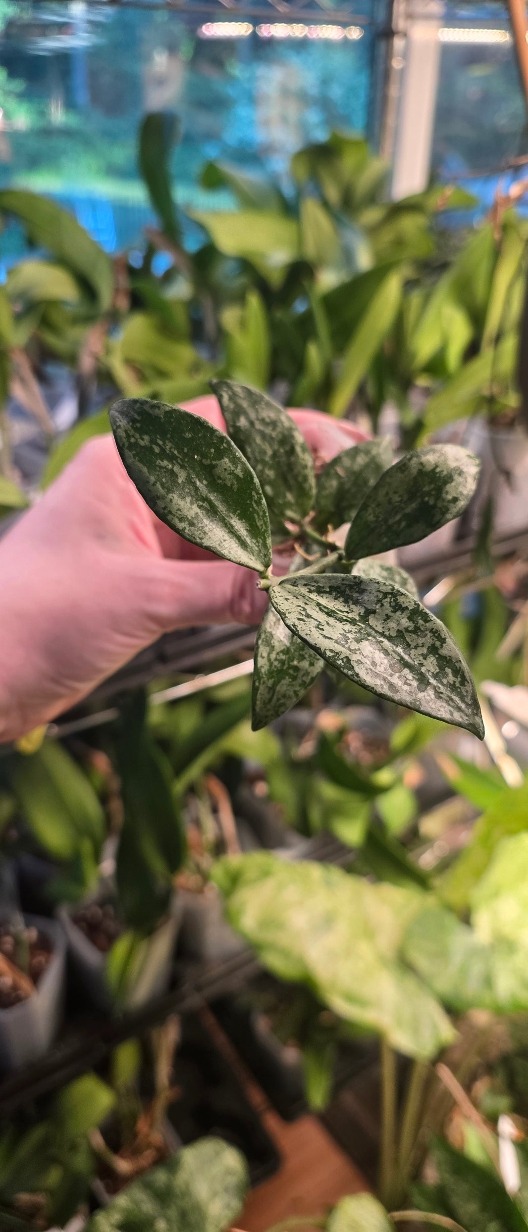 Hoya Lacunosa 'Green Flame'