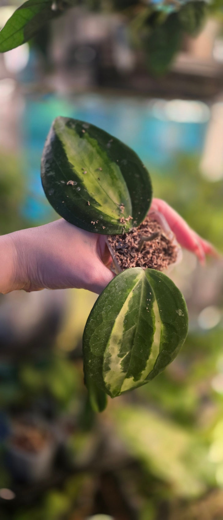 Hoya Latifolia 'Queensy'