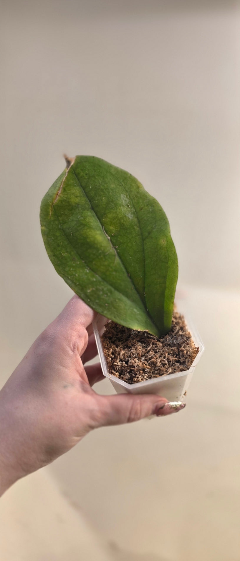 Hoya Lambii