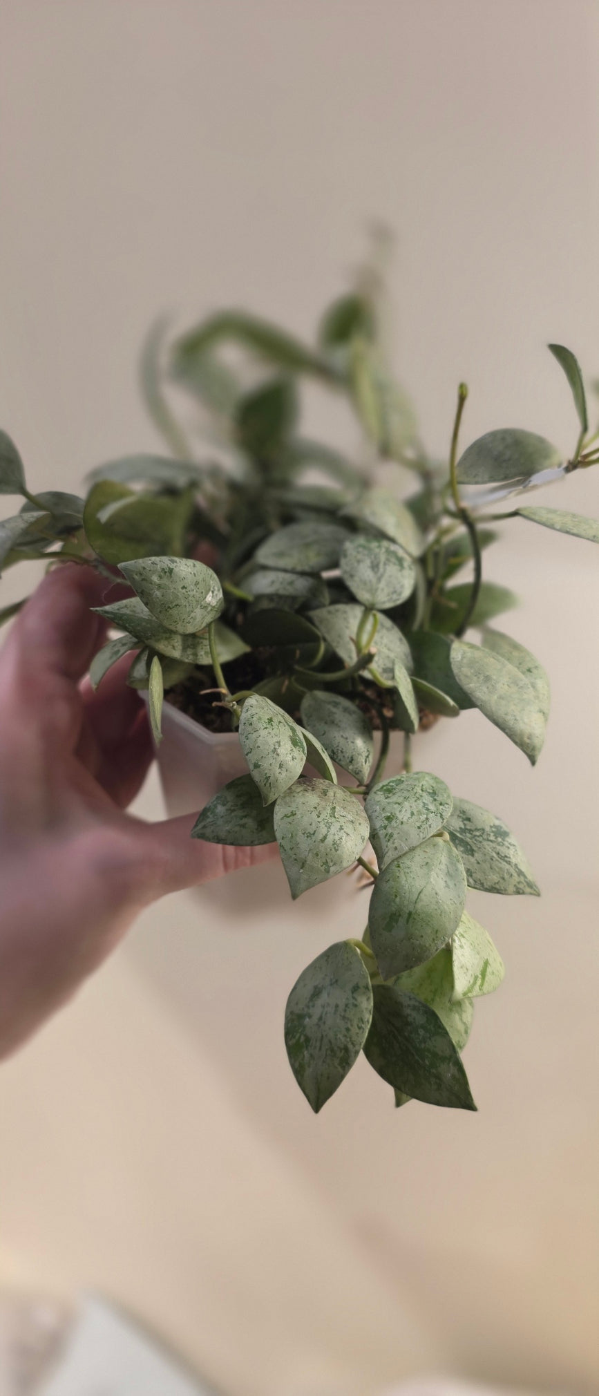 Hoya Lacunosa Sulcata