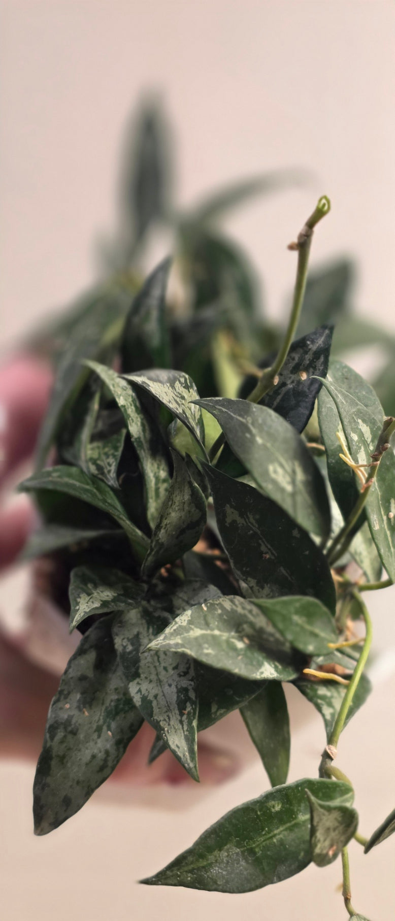 Hoya Lacunosa 'Middle Silver'