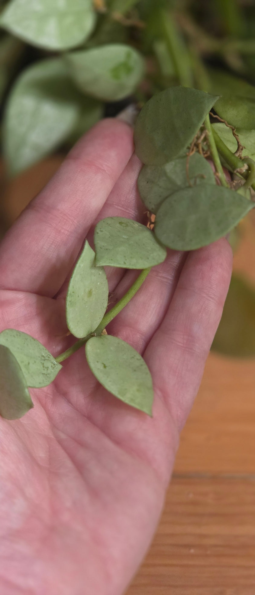 Hoya Lacunosa 'Silver Coin'