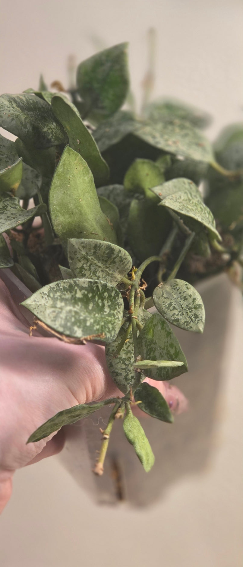 Hoya Lacunosa 'Gayung'