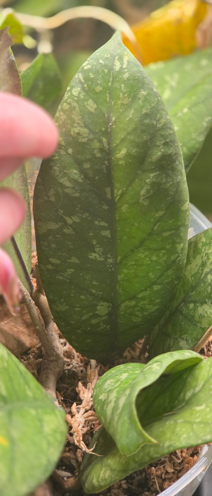 Hoya sp. Aceh TRV010 'Wyvern Hide'