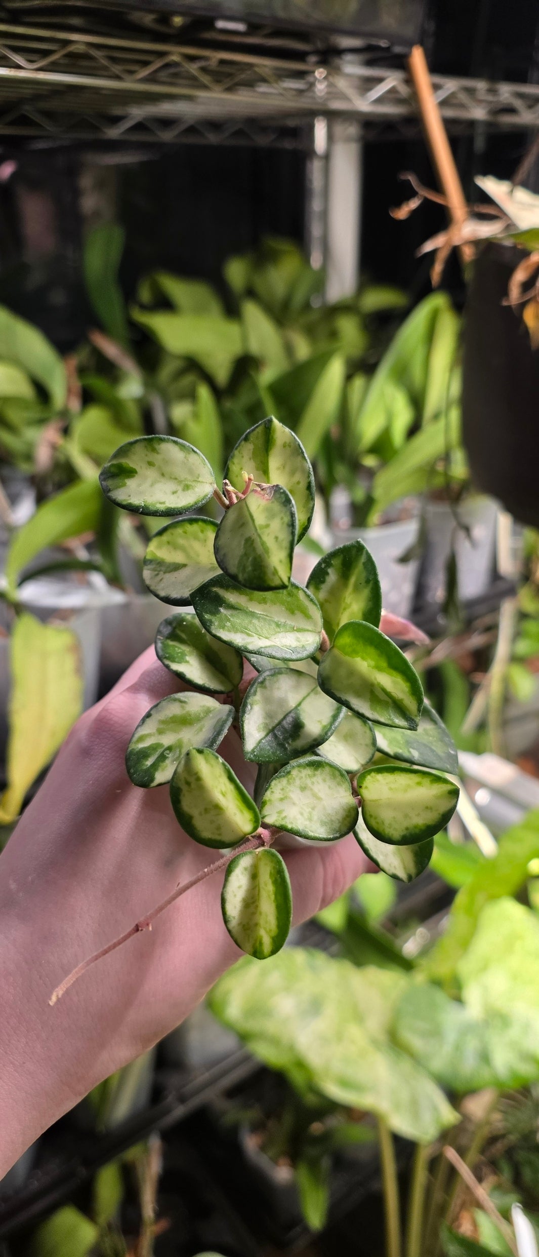 Hoya Mathilde Variegated