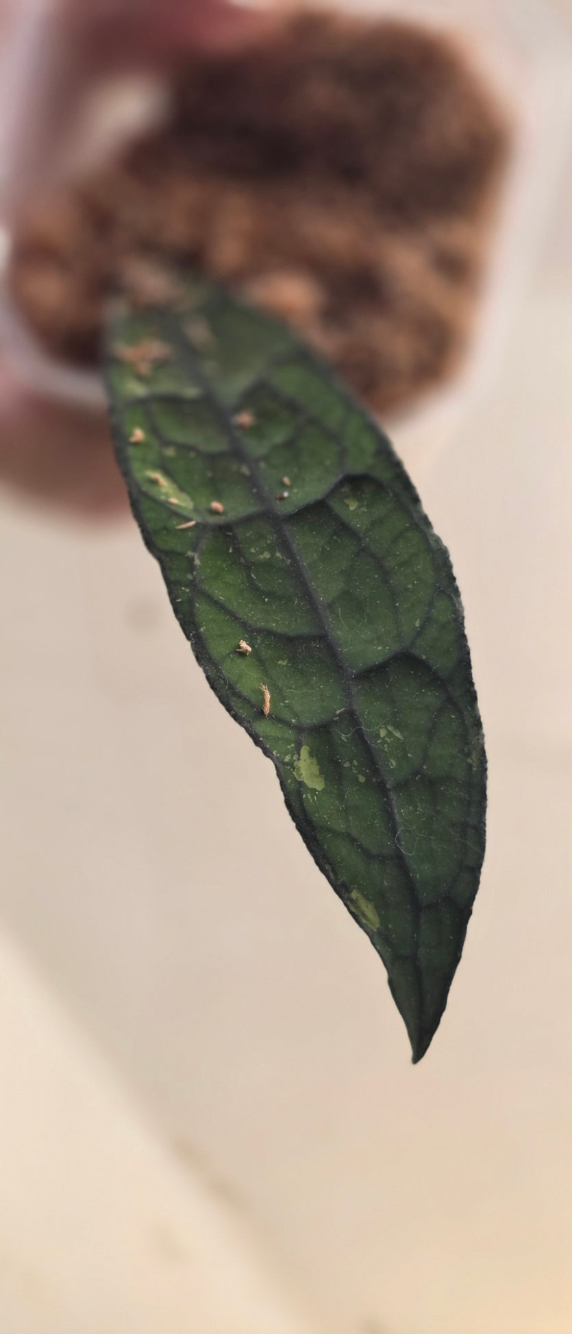 Hoya sp. Aceh Clemensiorum
