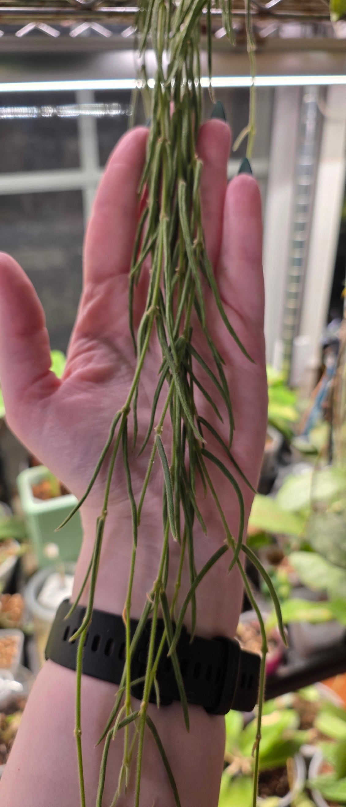Hoya Linearis