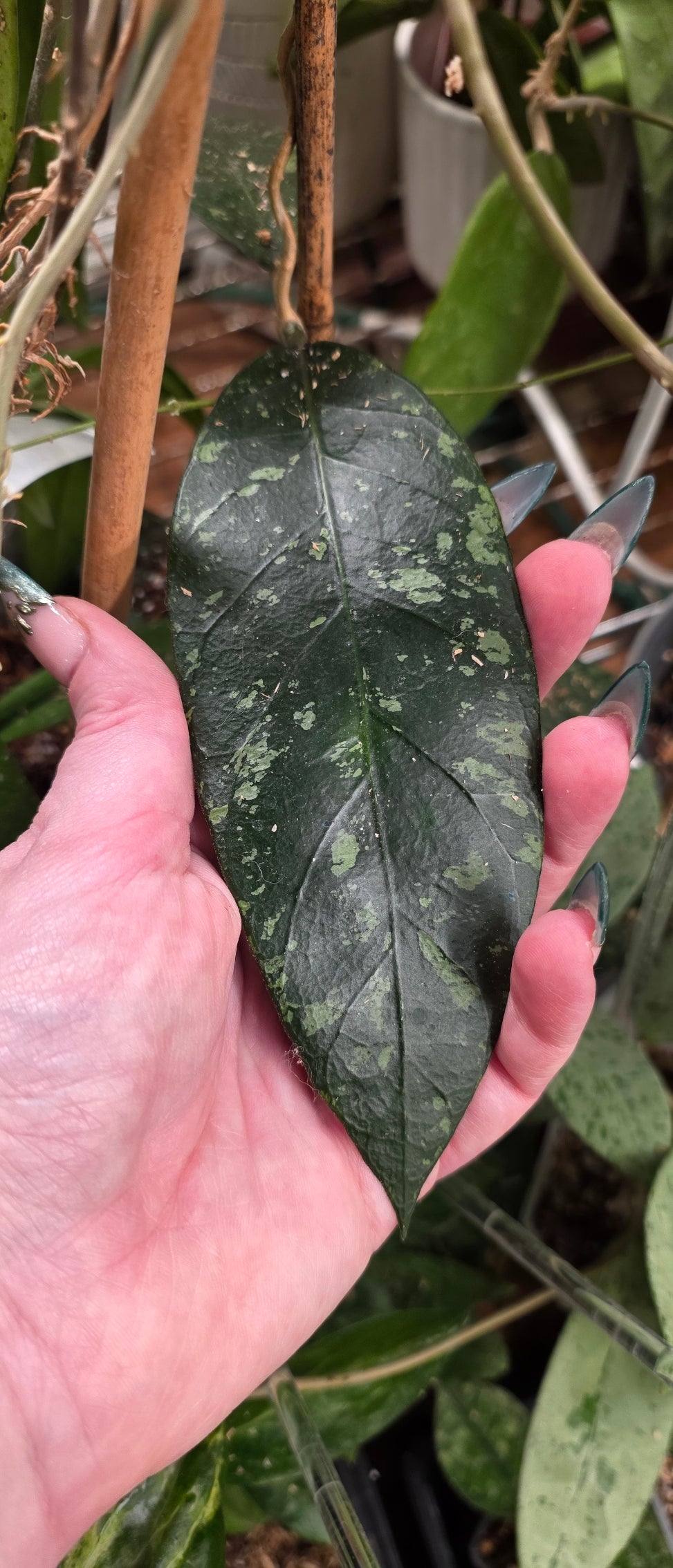 Hoya TRV0017 - sp. Aceh 'Fae Light' *Limited Availability*