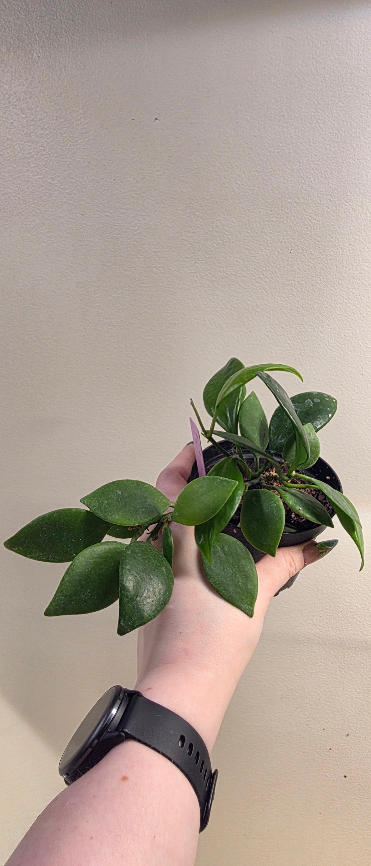 Hoya Diptera