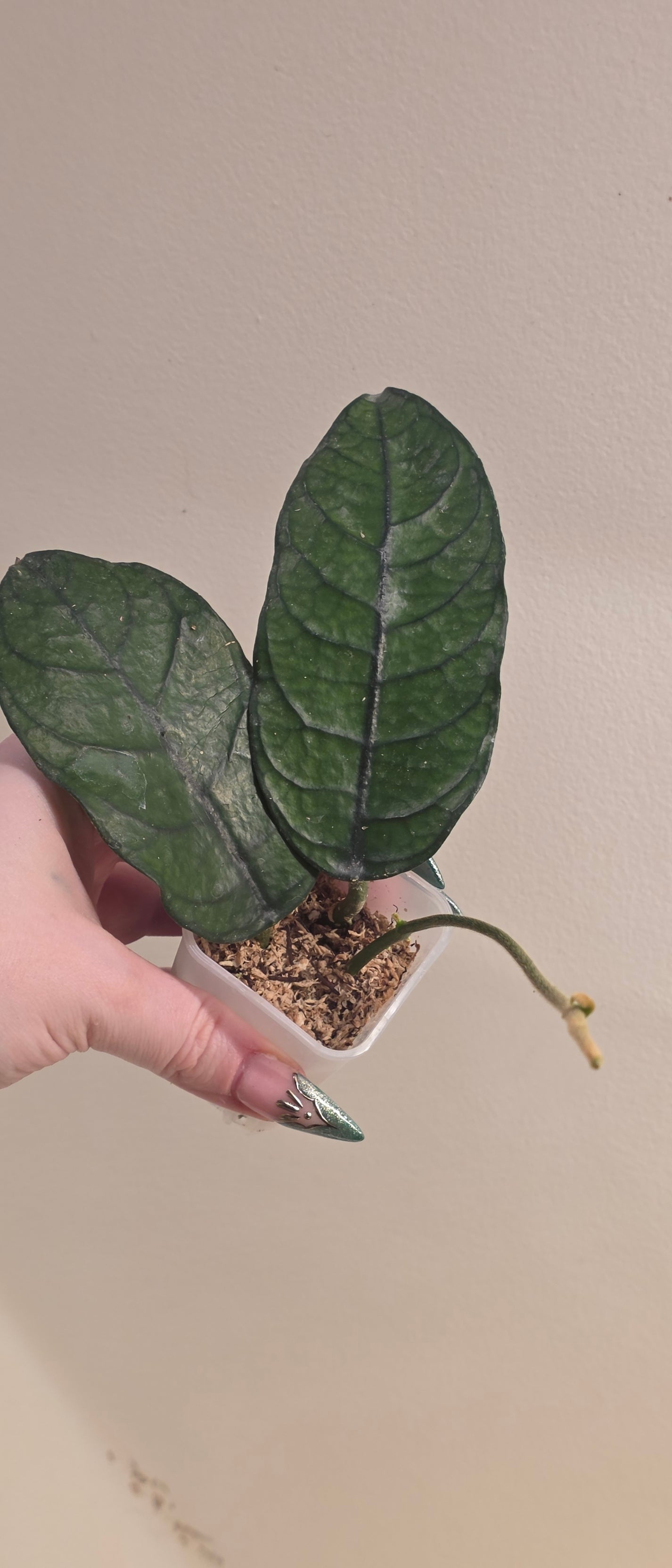 Hoya Villosa (Cao Dang)