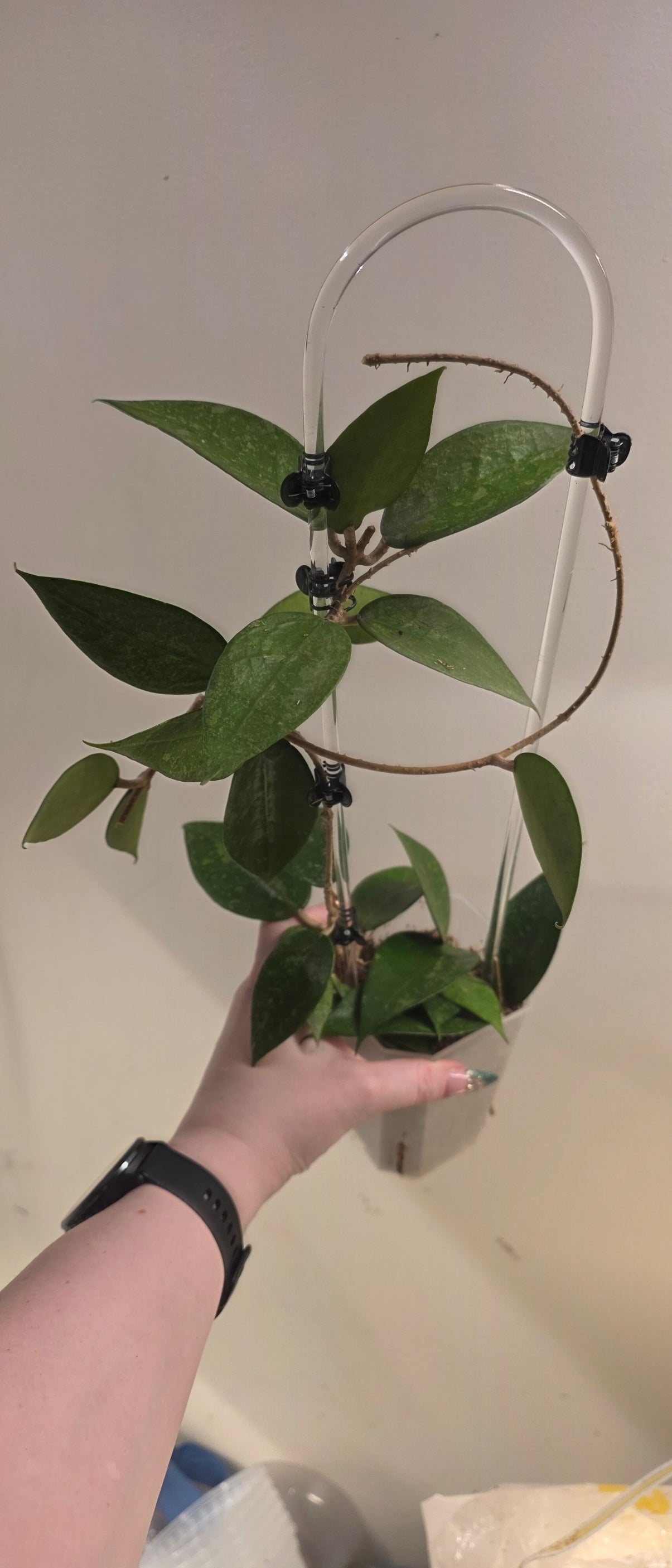 Hoya Verticillata "Wonosobo Splash"