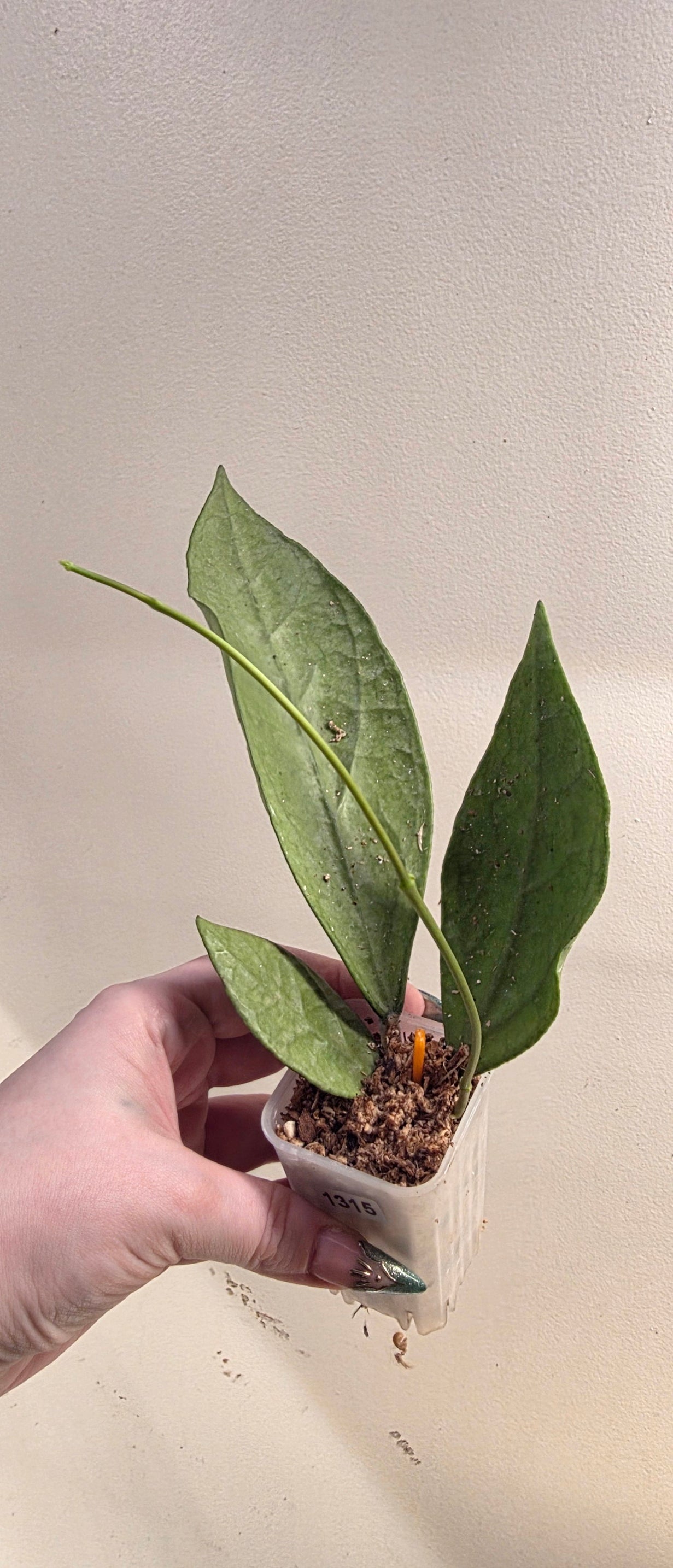 Hoya "Germany Silver"