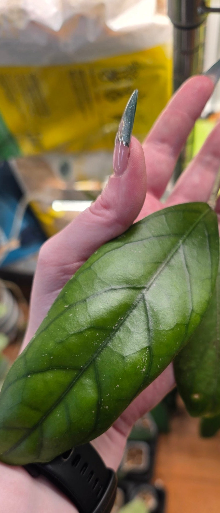 Hoya Tanggamus