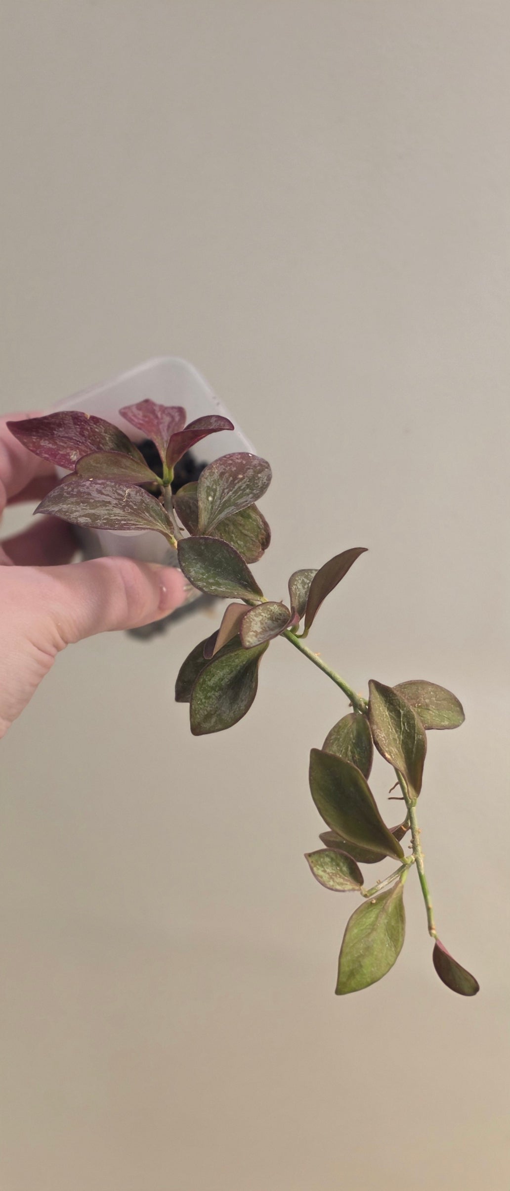 Hoya Collina Red
