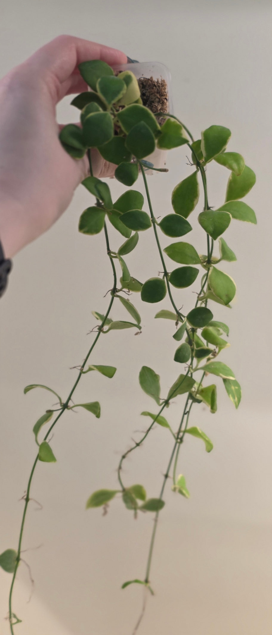 Hoya Heuschkeliana Albo