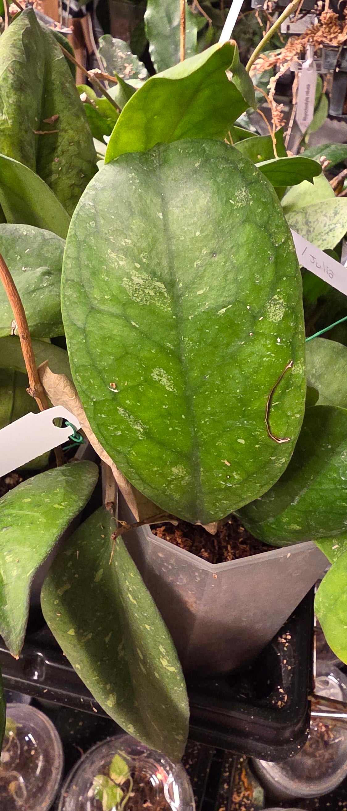 Hoya RB Dick