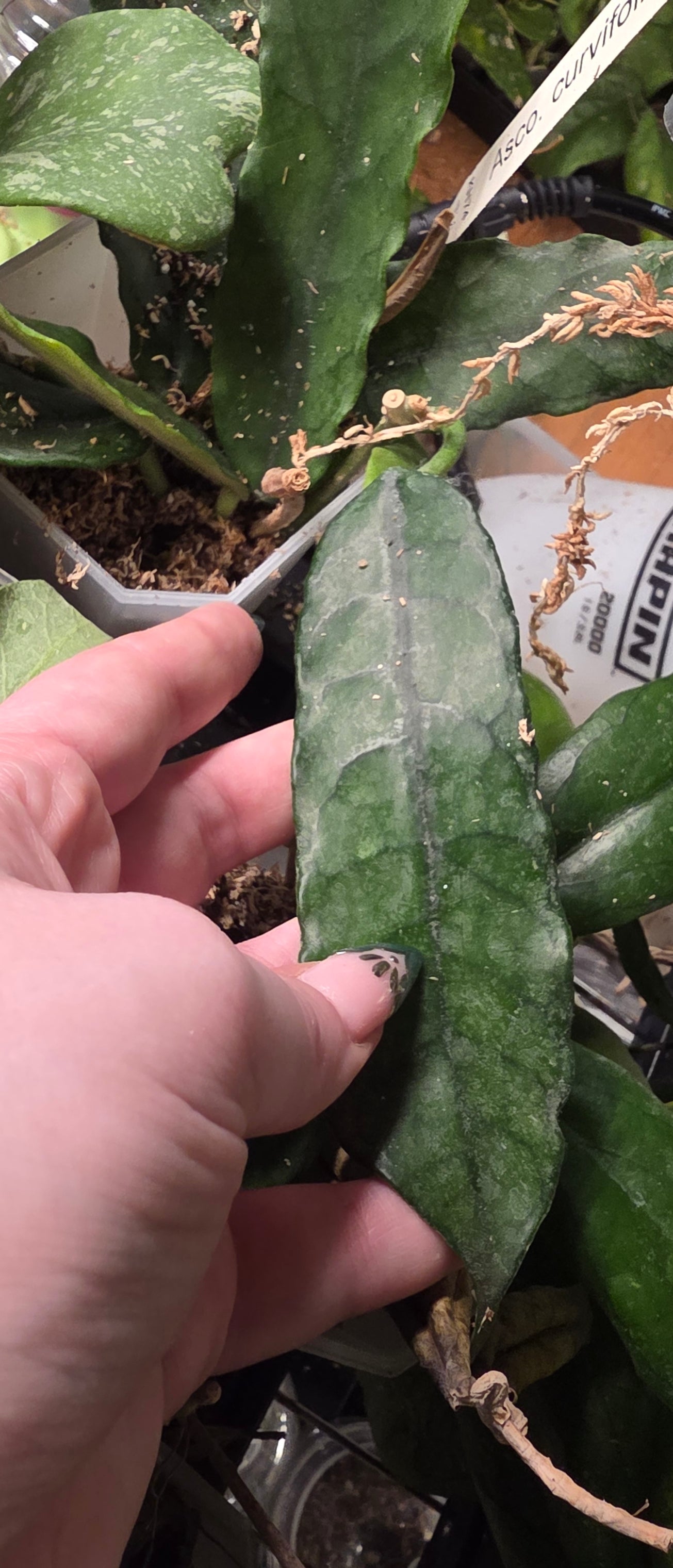 Hoya Villosa (Long Leaf)