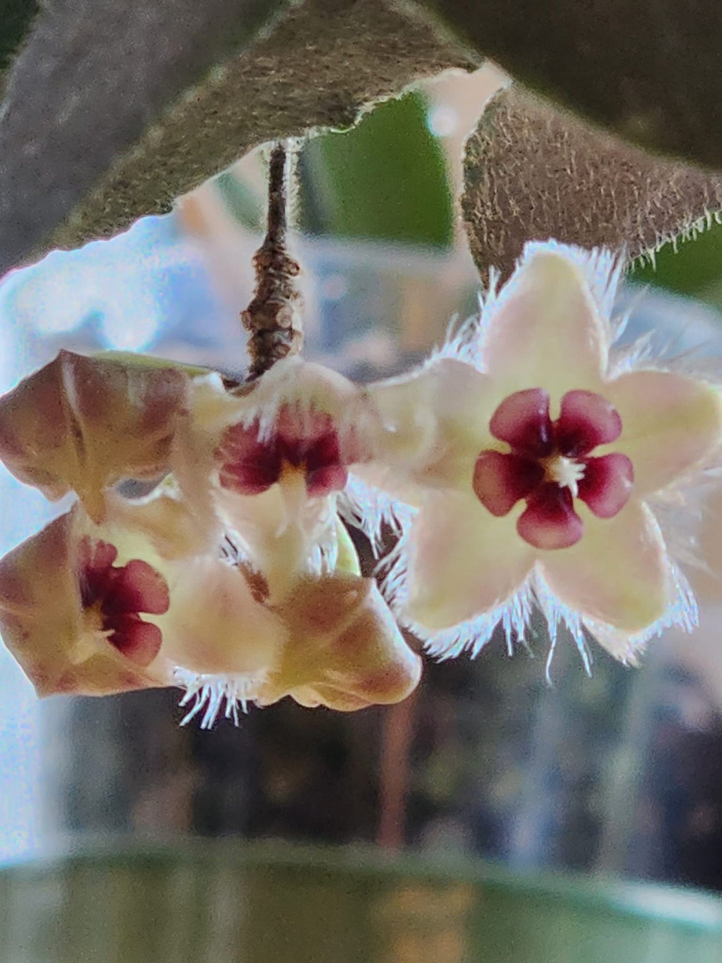 Hoya Caudata Sumatra