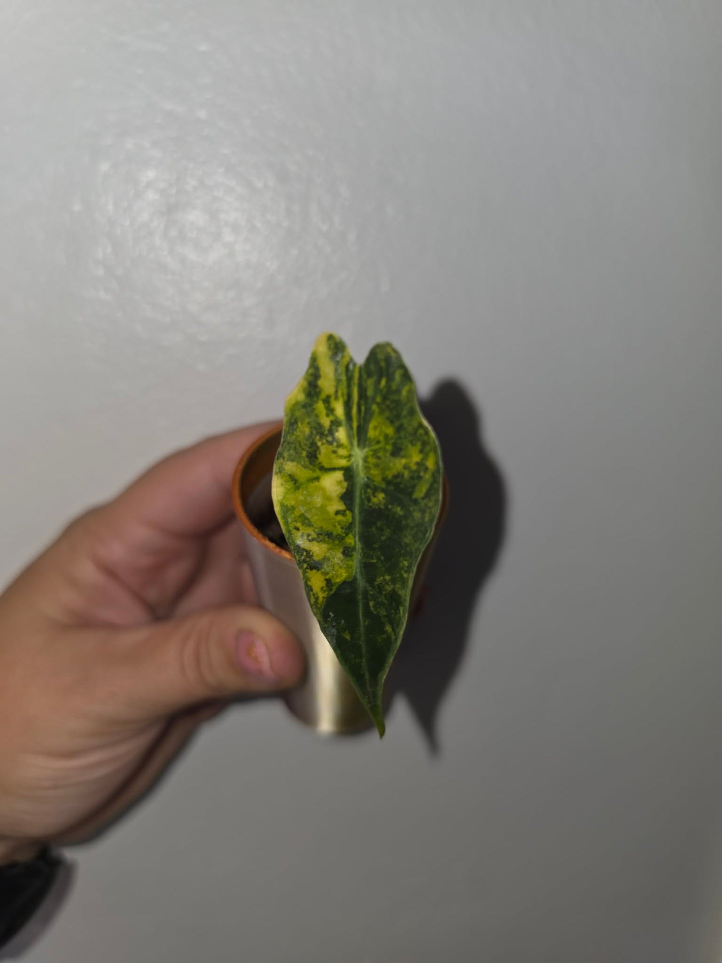 Alocasia Sanderiana Bull (Variegated)