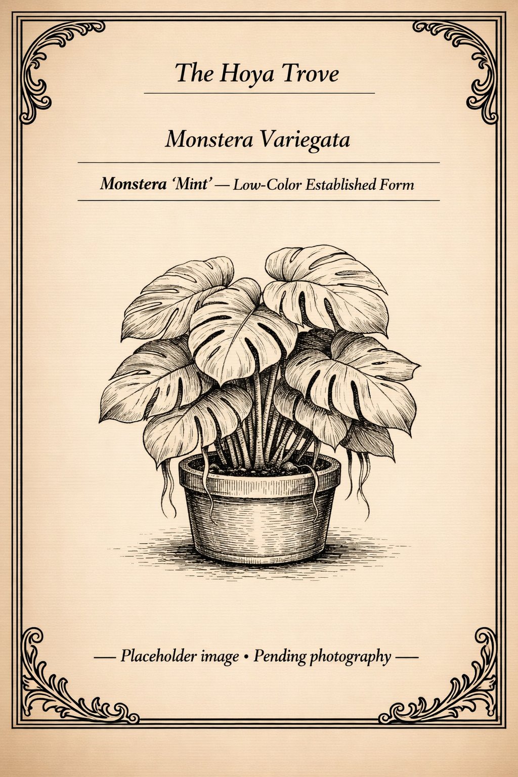 Monstera deliciosa 'Mint' variegated plant