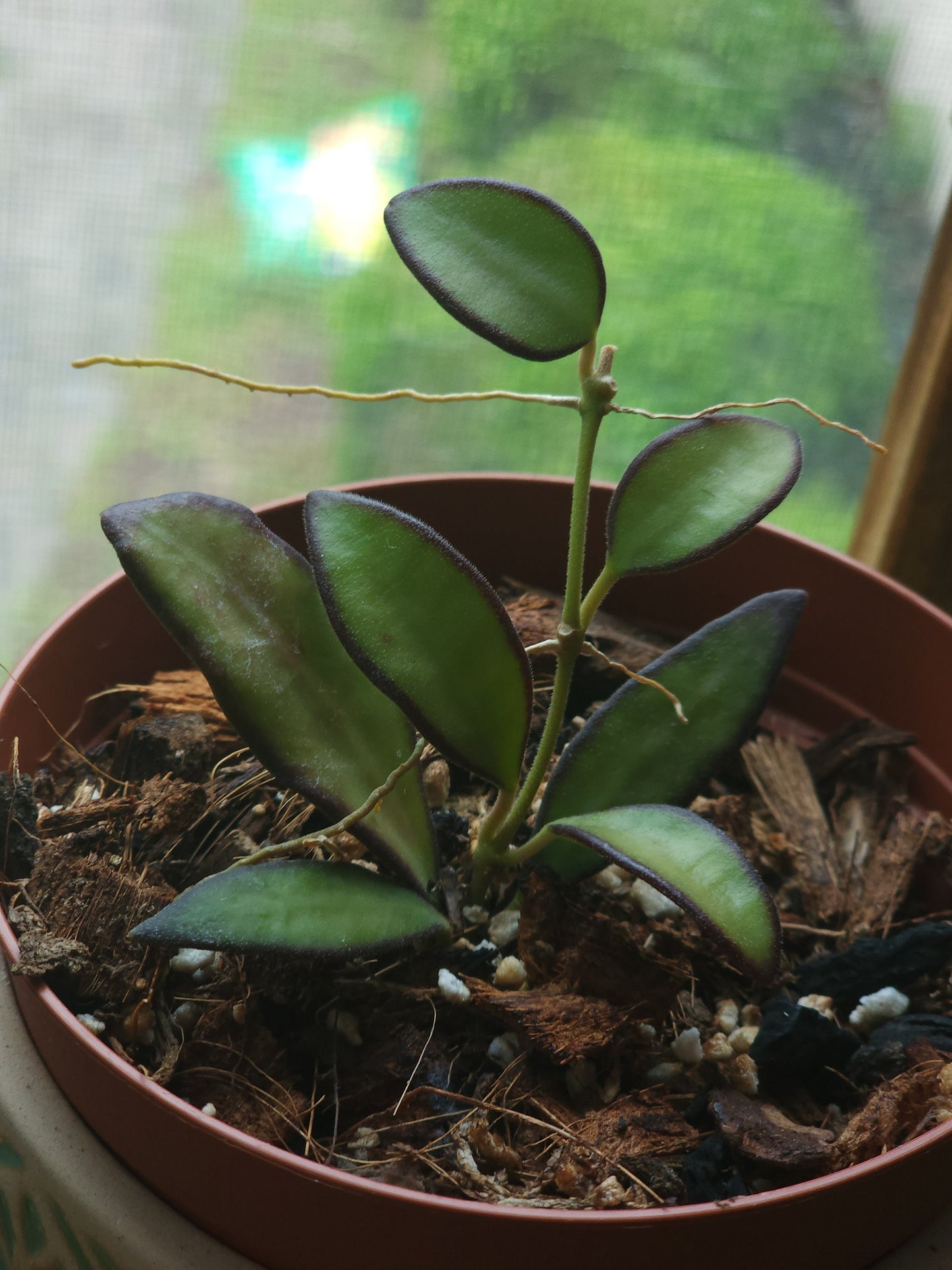 Hoya Rosita