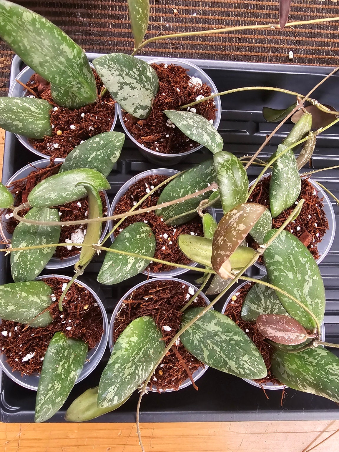 Hoya Sigillatis Round Leaf