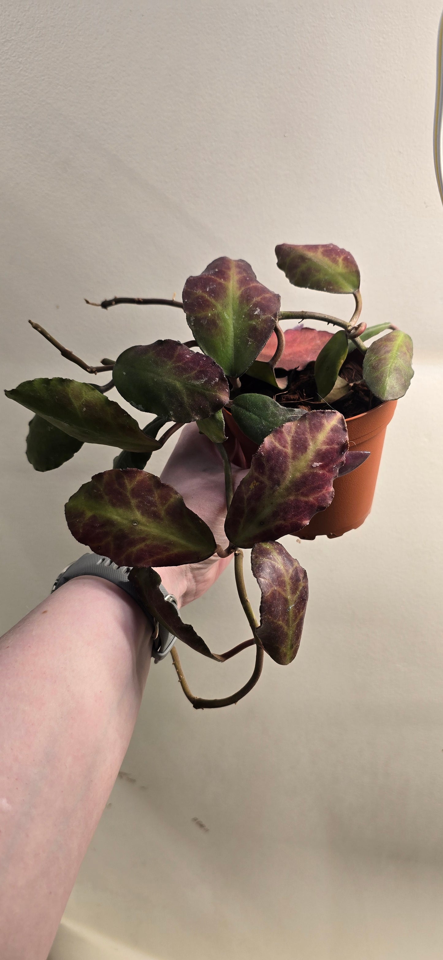Hoya Waymaniae Borneo (Sunstressed)