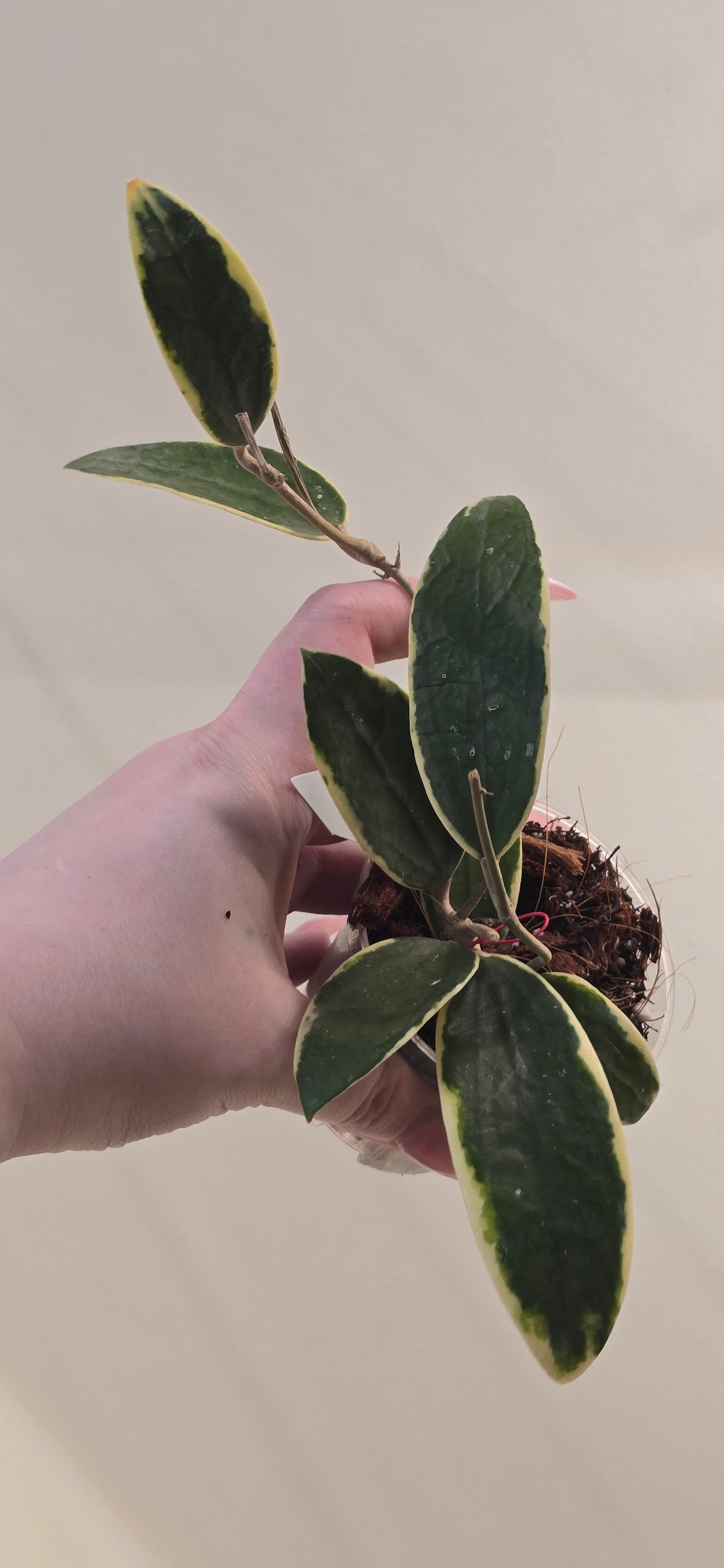 Hoya Verticillata Albomarginata