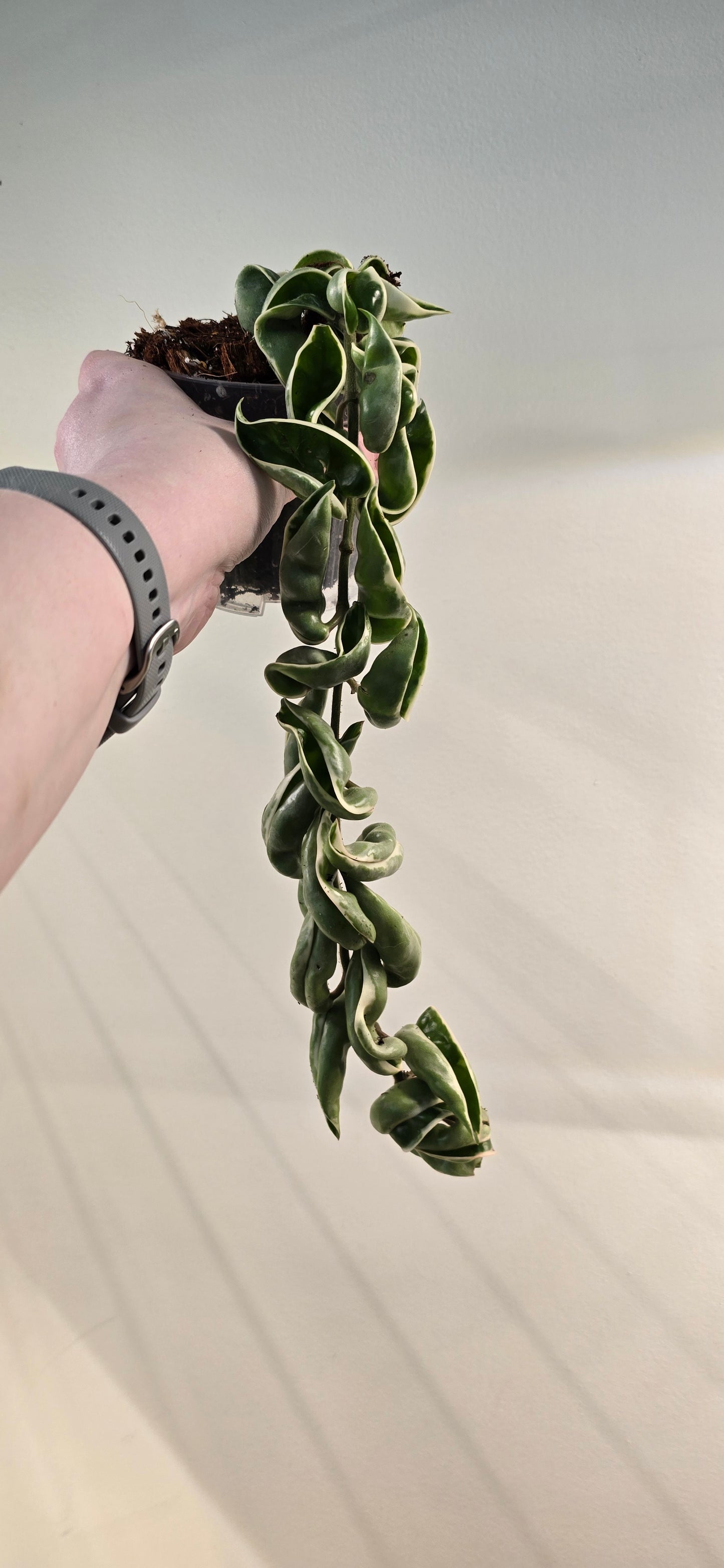 Hoya Carnosa Compacta Albomarginata (Hindu Rope)