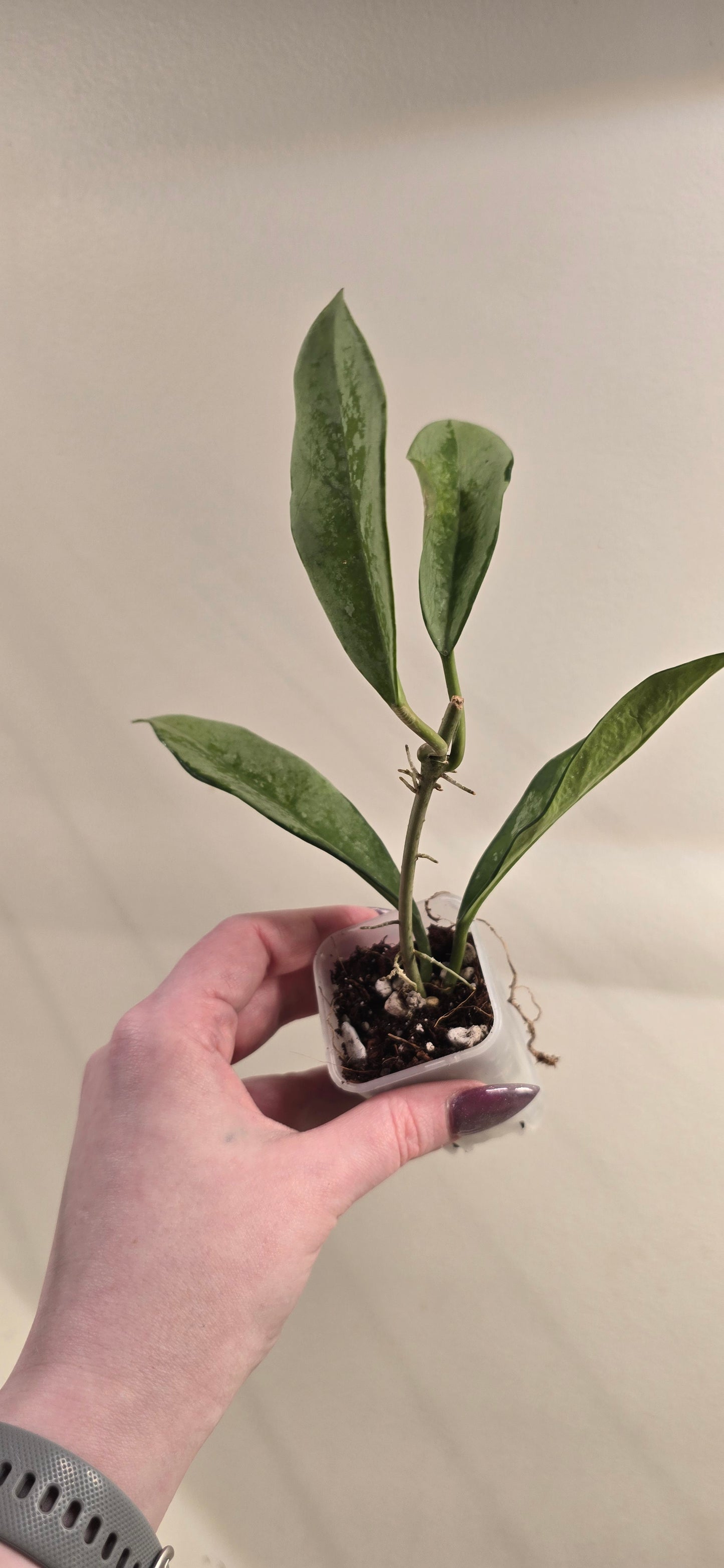 Hoya Carnosa AH074 Silver Moon
