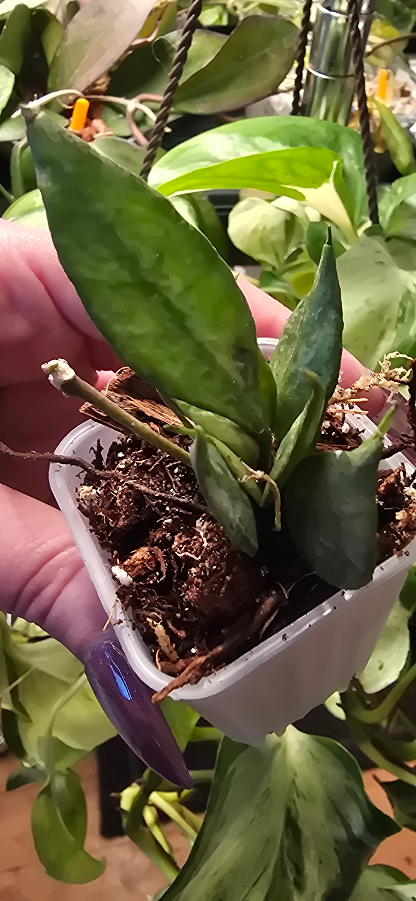 Hoya Lacunosa Royal Flush