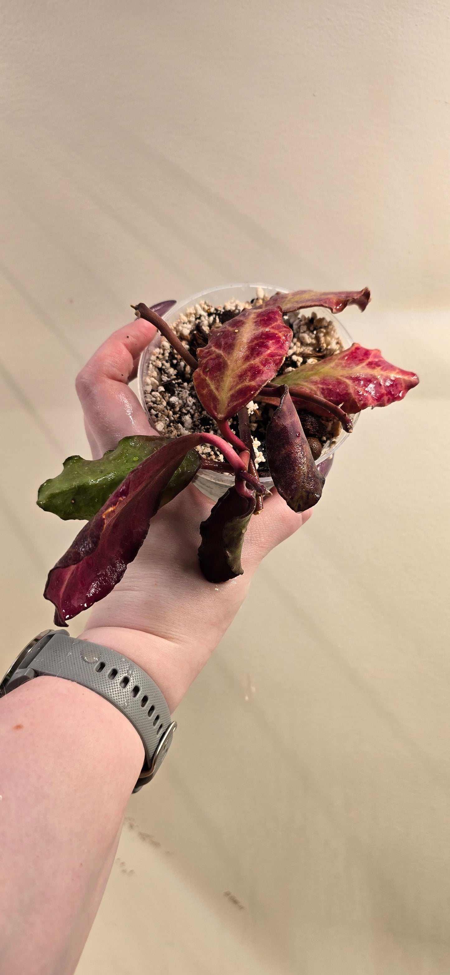 Hoya Waymaniae Borneo (Sunstressed)