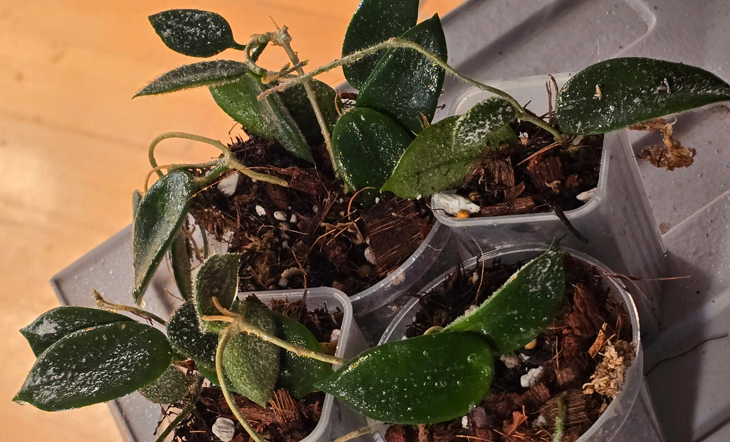 Hoya Thompsonii Pink