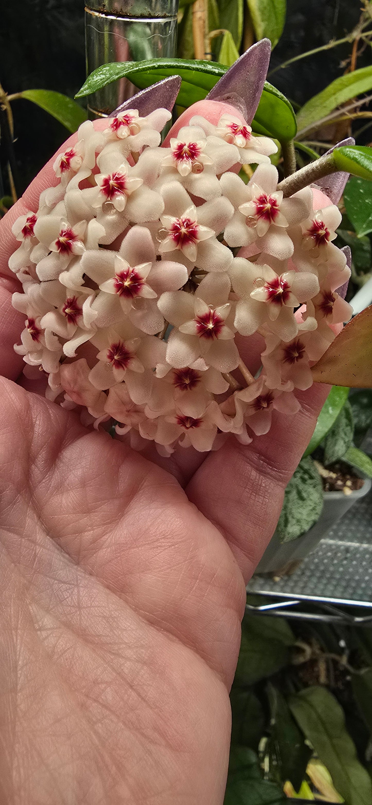 Hoya Wilbur Graves