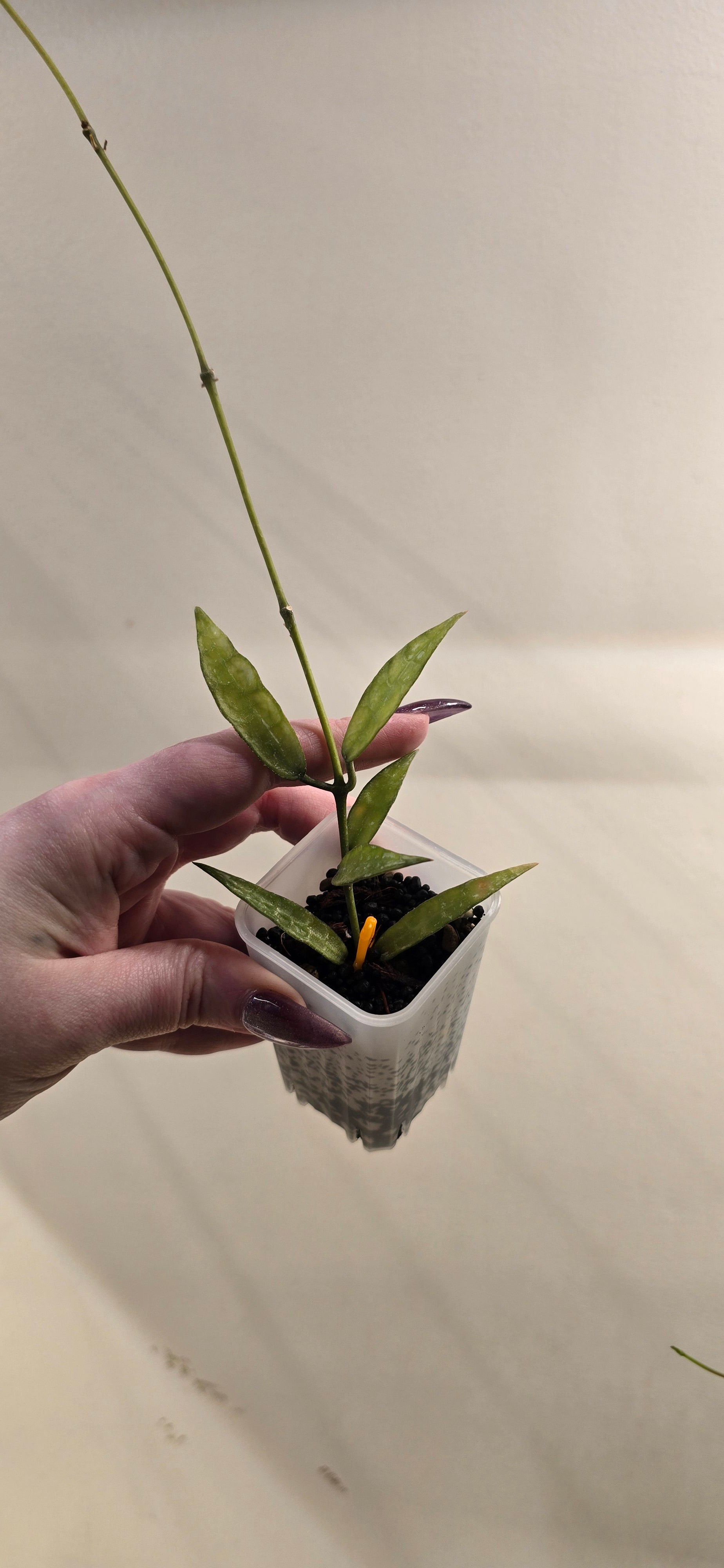 Hoya Lacunosa Mr. Tent — Cuttings & Rooted Plants