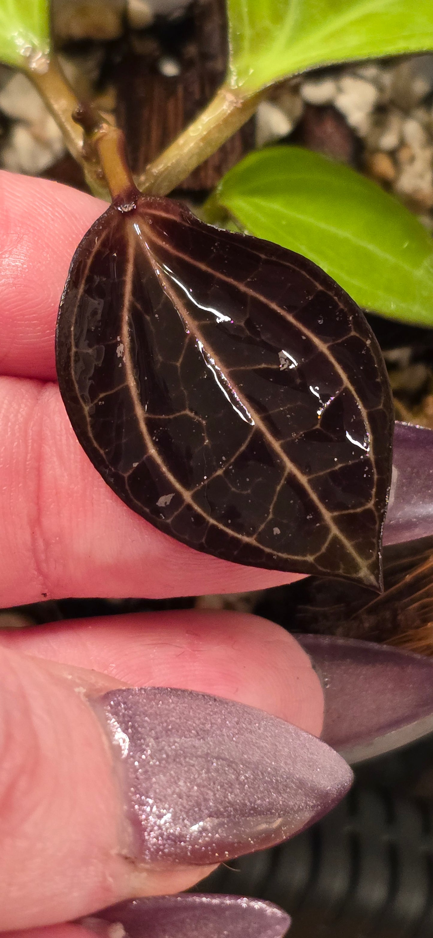 Hoya Latifola Borneo x Unk Hybrid Seedling