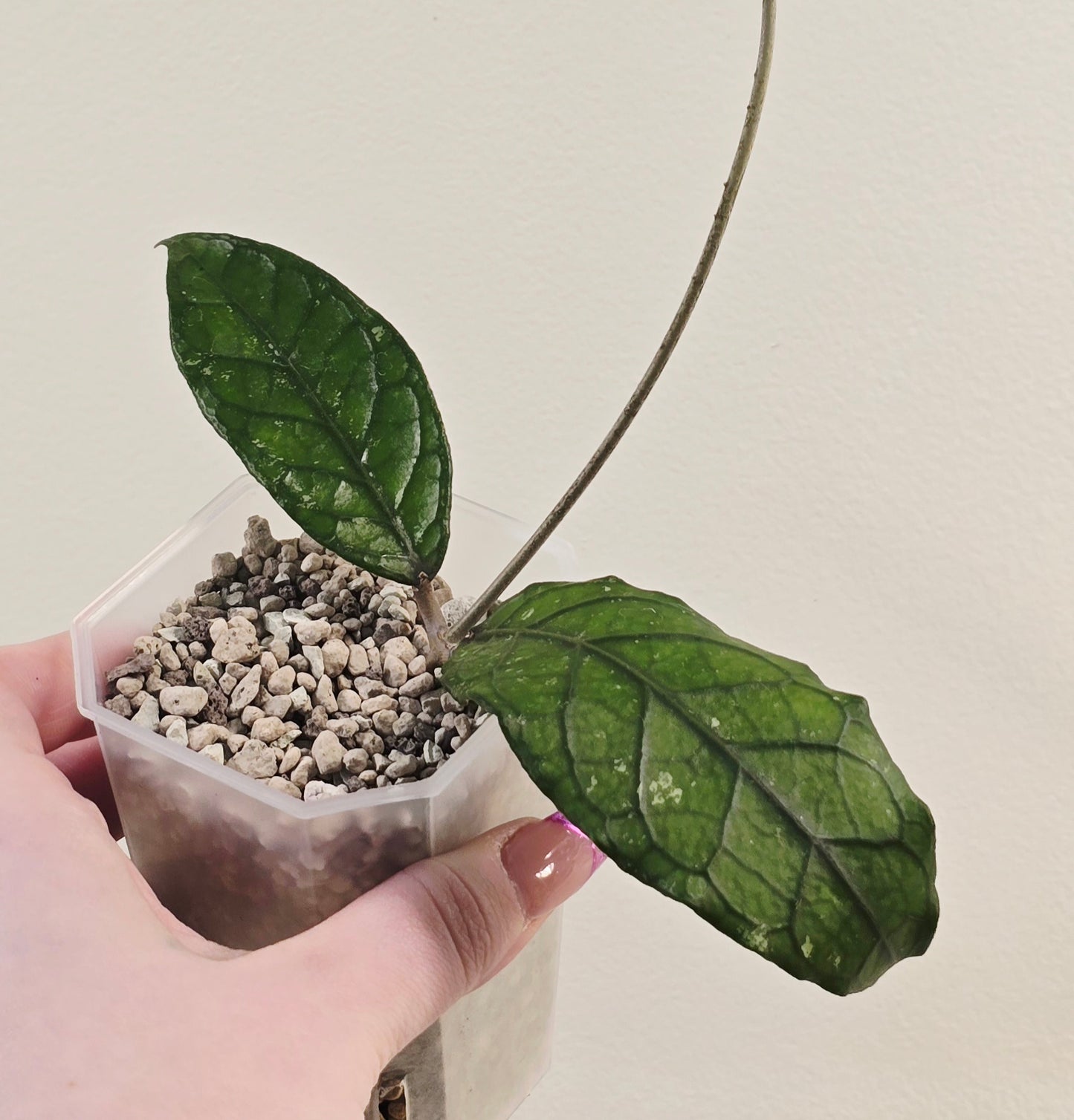 Hoya sp. Aceh "Onyx Scale"