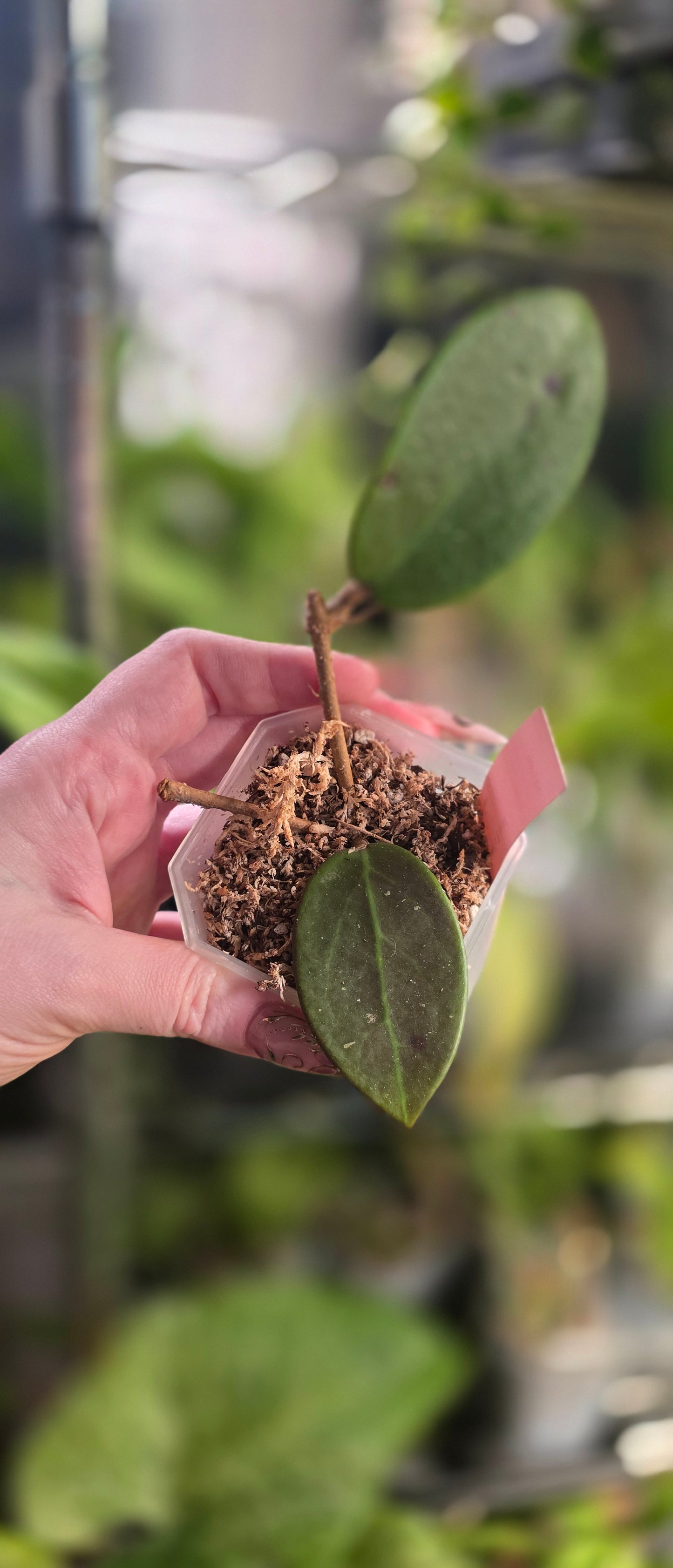 Hoya 'Penny's Treat' — Hoya cuttings and rooted plants from The Hoya Trove