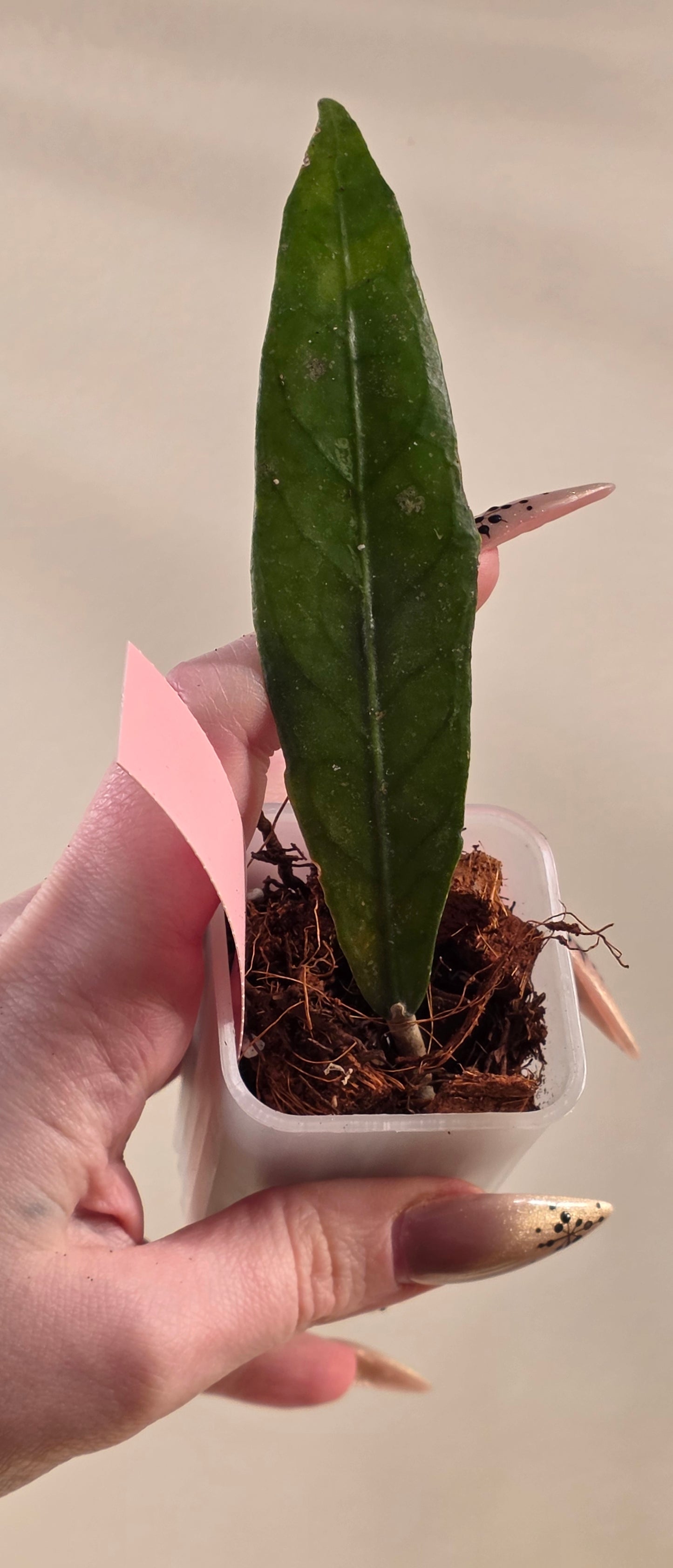 Hoya sp. Aceh TRV005 "Leviathan"